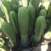 #EC05 EXACT Trichocereus Pachanoi Monstrose Revert Cactus Plant, 1 Gallon