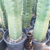 #EC05 EXACT Trichocereus Pachanoi Monstrose Revert Cactus Plant, 1 Gallon