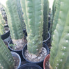 #EC05 EXACT Trichocereus Pachanoi Monstrose Revert Cactus Plant, 1 Gallon