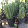 #EC05 EXACT Trichocereus Pachanoi Monstrose Revert Cactus Plant, 1 Gallon