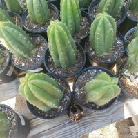 #EC05 EXACT Trichocereus Pachanoi Monstrose Revert Cactus Plant, 1 Gallon