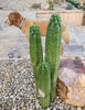 #EC05 EXACT Trichocereus Pachanoi Monstrose Revert Cactus Plant, 1 Gallon