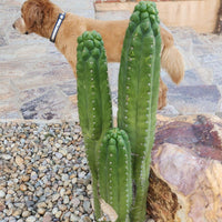 #EC05 EXACT Trichocereus Pachanoi Monstrose Revert Cactus Plant, 1 Gallon