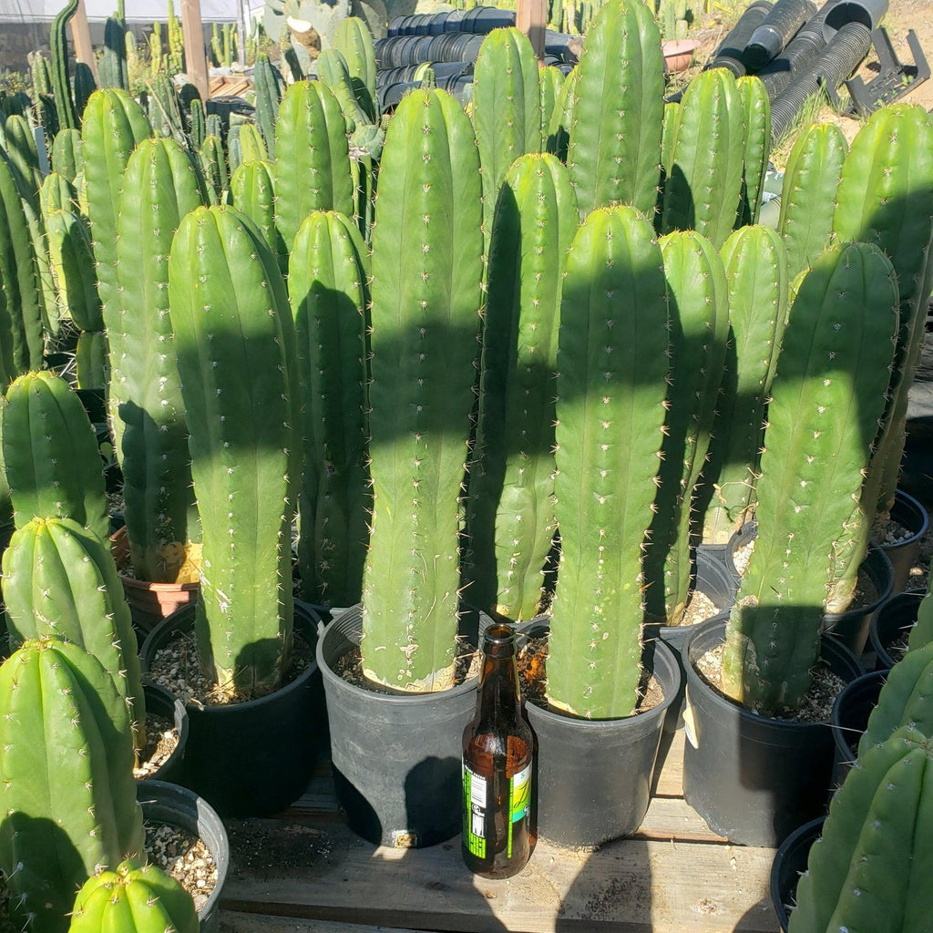 #EC05 EXACT Trichocereus Pachanoi Monstrose Revert Cactus Plant, 1 Gallon