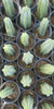 #EC06 Exact Trichocereus Pachanoi Jiimz Juul Cactus CUTTINGS and Potted 6-24"