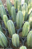 #EC06 Exact Trichocereus Pachanoi Jiimz Juul Cactus CUTTINGS and Potted 6-24"