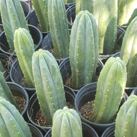 #EC06 Exact Trichocereus Pachanoi Jiimz Juul Cactus CUTTINGS and Potted 6-24"