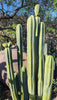 #EC06 Exact Trichocereus Pachanoi Jiimz Juul Cactus CUTTINGS and Potted 6-24"