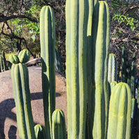 #EC06 Exact Trichocereus Pachanoi Jiimz Juul Cactus CUTTINGS and Potted 6-24"