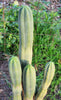 #EC06 Exact Trichocereus Pachanoi Jiimz Juul Cactus CUTTINGS and Potted 6-24"