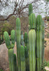 #EC06 Exact Trichocereus Pachanoi Jiimz Juul Cactus CUTTINGS and Potted 6-24"