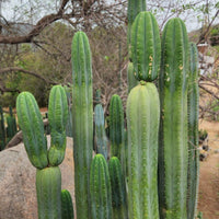 #EC06 Exact Trichocereus Pachanoi Jiimz Juul Cactus CUTTINGS and Potted 6-24"