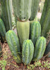 #EC06 Exact Trichocereus Pachanoi Jiimz Juul Cactus CUTTINGS and Potted 6-24"