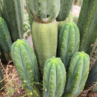 #EC06 Exact Trichocereus Pachanoi Jiimz Juul Cactus CUTTINGS and Potted 6-24"