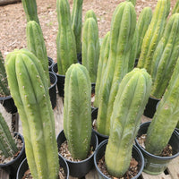 #EC06 Exact Trichocereus Pachanoi Jiimz Juul Cactus CUTTINGS and Potted 6-24"