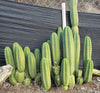 #EC06 Exact Trichocereus Pachanoi Jiimz Juul Cactus CUTTINGS and Potted 6-24"