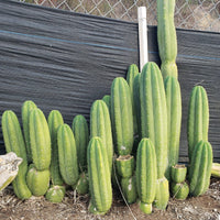 #EC06 Exact Trichocereus Pachanoi Jiimz Juul Cactus CUTTINGS and Potted 6-24"