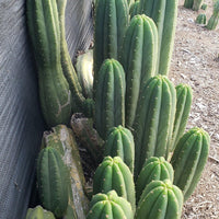 #EC06 Exact Trichocereus Pachanoi Jiimz Juul Cactus CUTTINGS and Potted 6-24"