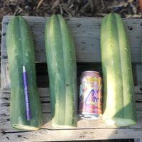 #EC06 Exact Trichocereus Pachanoi Jiimz Juul Cactus CUTTINGS and Potted 6-24"