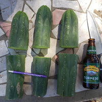 #EC06 Exact Trichocereus Pachanoi Jiimz Juul Cactus CUTTINGS and Potted 6-24"