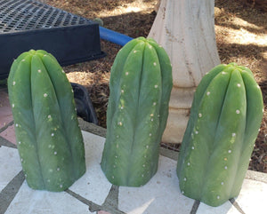 #EC06 Exact Trichocereus Pachanoi Jiimz Juul Cactus CUTTINGS and Potted 6-24"