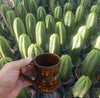 #EC06 Exact Trichocereus Pachanoi Jiimz Juul Cactus CUTTINGS and Potted 6-24"