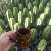 #EC06 Exact Trichocereus Pachanoi Jiimz Juul Cactus CUTTINGS and Potted 6-24"