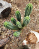 #EC06 Exact Trichocereus Pachanoi Jiimz Juul Cactus CUTTINGS and Potted 6-24"