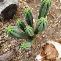 #EC06 Exact Trichocereus Pachanoi Jiimz Juul Cactus CUTTINGS and Potted 6-24"