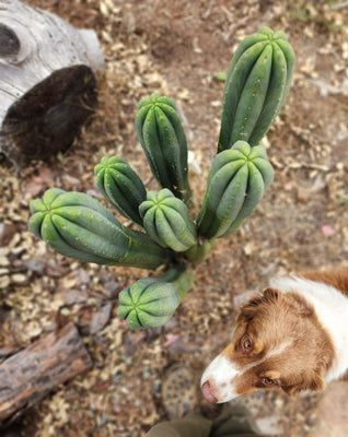 #EC06 Exact Trichocereus Pachanoi Jiimz Juul Cactus CUTTINGS and Potted 6-24