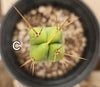 #EC09 EXACT Trichocereus  "Jiimz" Bridgesii 4 Rib Wind Cactus Plant Specimens