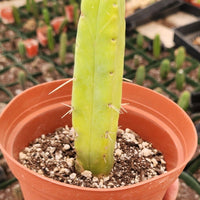 #EC09 EXACT Trichocereus  "Jiimz" Bridgesii 4 Rib Wind Cactus Plant Specimens