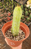 #EC09 EXACT Trichocereus  "Jiimz" Bridgesii 4 Rib Wind Cactus Plant Specimens