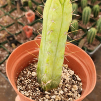 #EC09 EXACT Trichocereus  "Jiimz" Bridgesii 4 Rib Wind Cactus Plant Specimens