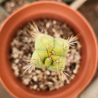 #EC09 EXACT Trichocereus  "Jiimz" Bridgesii 4 Rib Wind Cactus Plant Specimens