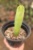 #EC09 EXACT Trichocereus  "Jiimz" Bridgesii 4 Rib Wind Cactus Plant Specimens