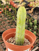 #EC09 EXACT Trichocereus  "Jiimz" Bridgesii 4 Rib Wind Cactus Plant Specimens