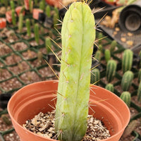 #EC09 EXACT Trichocereus  "Jiimz" Bridgesii 4 Rib Wind Cactus Plant Specimens