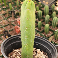 #EC09 EXACT Trichocereus  "Jiimz" Bridgesii 4 Rib Wind Cactus Plant Specimens