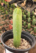 #EC09 EXACT Trichocereus  "Jiimz" Bridgesii 4 Rib Wind Cactus Plant Specimens