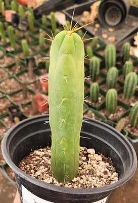 #EC09 EXACT Trichocereus  