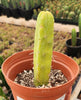 #EC09 EXACT Trichocereus  "Jiimz" Bridgesii 4 Rib Wind Cactus Plant Specimens