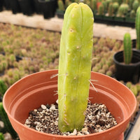 #EC09 EXACT Trichocereus  "Jiimz" Bridgesii 4 Rib Wind Cactus Plant Specimens