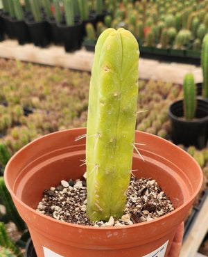 #EC09 EXACT Trichocereus  "Jiimz" Bridgesii 4 Rib Wind Cactus Plant Specimens