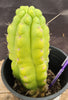 #EC10 EXACT Trichocereus Pachanoi Monstrose 9" Cactus Plant