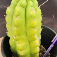 #EC10 EXACT Trichocereus Pachanoi Monstrose 9" Cactus Plant