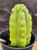 #EC10 EXACT Trichocereus Pachanoi Monstrose 9" Cactus Plant