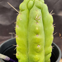 #EC10 EXACT Trichocereus Pachanoi Monstrose 9" Cactus Plant