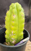 #EC10 EXACT Trichocereus Pachanoi Monstrose 9" Cactus Plant