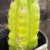 #EC10 EXACT Trichocereus Pachanoi Monstrose 9" Cactus Plant